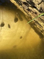 Pseudosuccinea columella