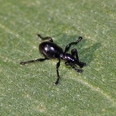 Rhynolaccus formicarius