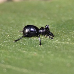 Rhynolaccus formicarius