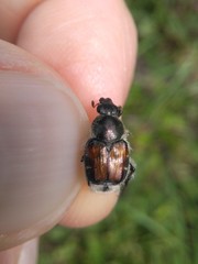 Trichiotinus affinis