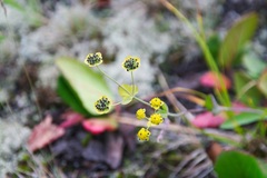 Bupleurum triradiatum