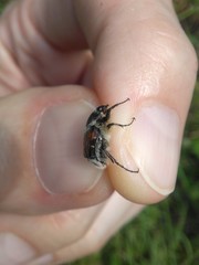Trichiotinus affinis