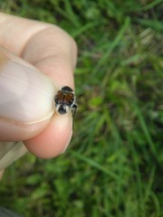 Trichiotinus affinis