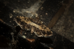 Nacoleia amphicedalis
