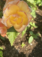 Eriocapitella × hybrida