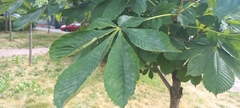 Aesculus hippocastanum