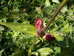 Gentiana purpurea