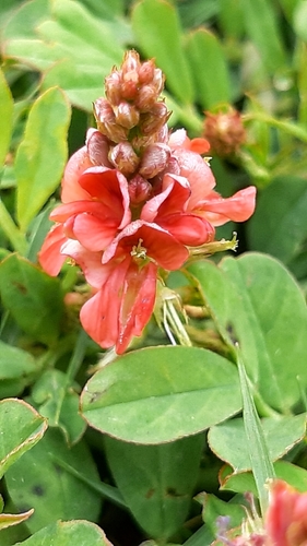 Indigofera spicata image