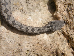 Vipera latastei