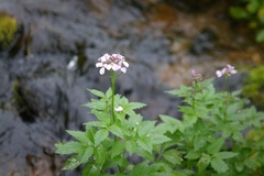 Cardamine macrophylla