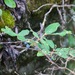 Lonicera caerulea pallasii - Photo (c) bakaani,  זכויות יוצרים חלקיות (CC BY), uploaded by bakaani