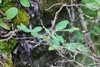 Lonicera caerulea pallasii - Photo (c) anibaka, some rights reserved (CC BY), uploaded by anibaka