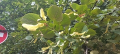 Tilia platyphyllos
