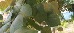 Tilia platyphyllos