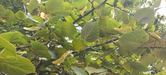 Tilia platyphyllos