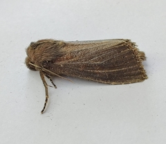 Nonagria typhae