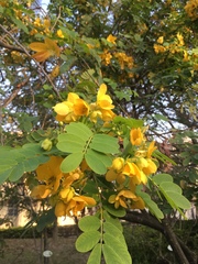 Senna sulfurea