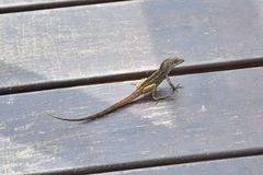 Anolis sagrei mayensis