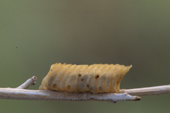 Mantodea