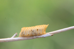 Mantodea