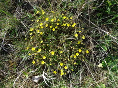 Potentilla heptaphylla