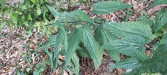 Urtica dioica