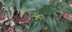 Urtica dioica