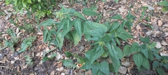 Urtica dioica