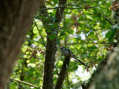 Aegithalos caudatus aremoricus