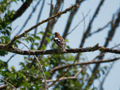 Fringilla coelebs