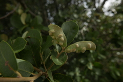 Dryomyia lichtensteinii