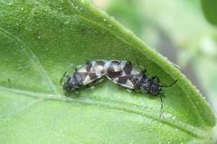 Oxycarenus bicolor