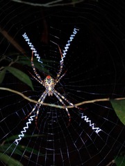 Argiope versicolor