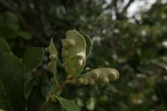 Dryomyia lichtensteinii