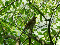 Turdus philomelos