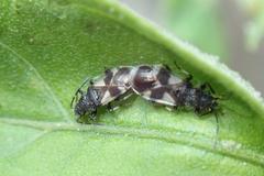 Oxycarenus bicolor