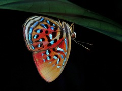 Paralaxita telesia