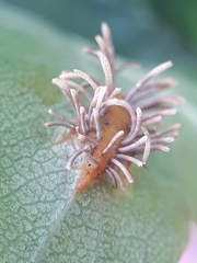 Gymnosporangium clavariiforme