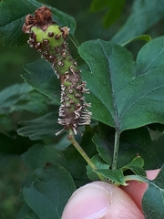 Gymnosporangium clavariiforme