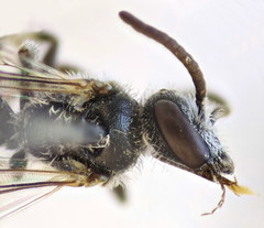 Lasioglossum transitorium