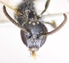 Lasioglossum transitorium