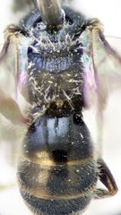 Lasioglossum transitorium