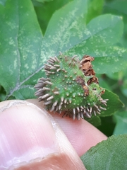 Gymnosporangium clavariiforme