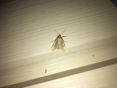 Sitochroa verticalis