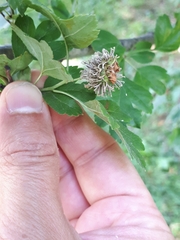 Gymnosporangium clavariiforme