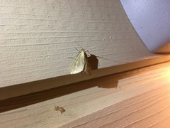 Sitochroa verticalis