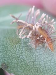 Gymnosporangium clavariiforme