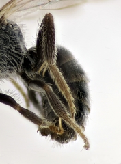 Lasioglossum transitorium
