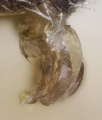 Lasioglossum transitorium