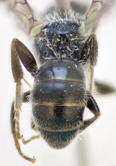 Lasioglossum transitorium